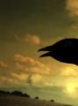 К чему каркают вороны: приметы и суеверия