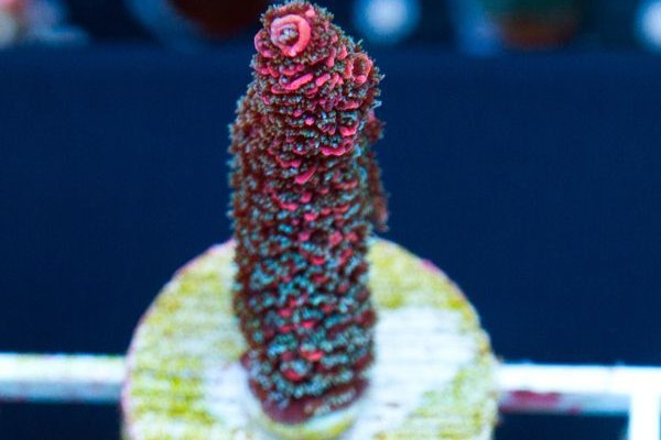 Kraken официальная ссылка