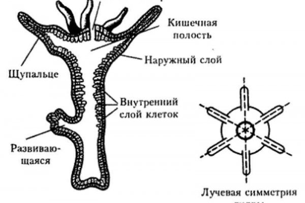 Рабочие ссылки на кракен 2025